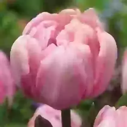 Early Double Tulips